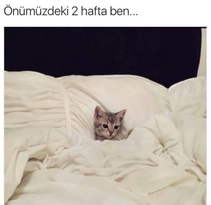 Viyana kuşatmasında kaç kuş atılmıştır arkadaşlar ?