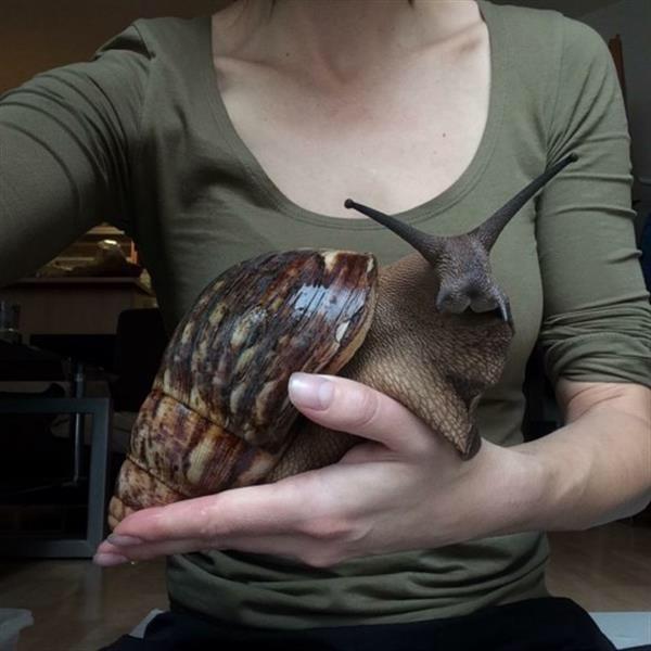 Achatina achatina ile daha önce tanışmışmıydınız?