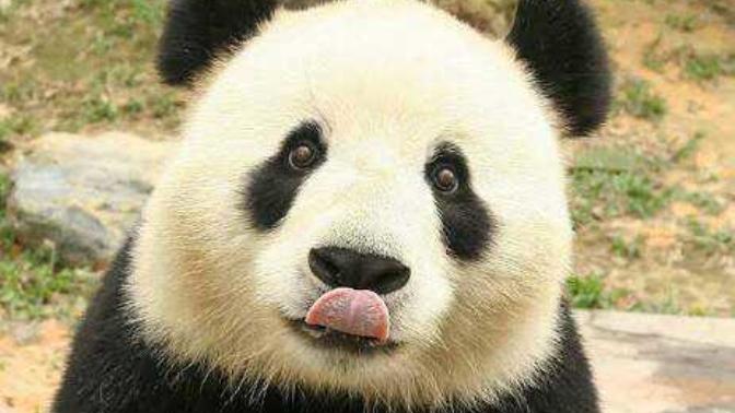 Panda gibi ponçik, tembel bir hayvan mı, yoksa aslan kadar güçlü ve cesur mu olmak istediniz?