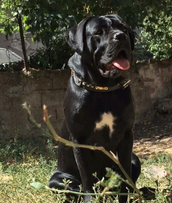 Erkek yavru köpeğim için isim önerisi yardım lütfen zorunlu (A) harfi ile başlayan?