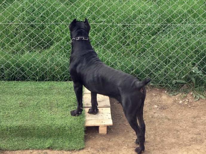 Erkek yavru köpeğim için isim önerisi yardım lütfen zorunlu (A) harfi ile başlayan?