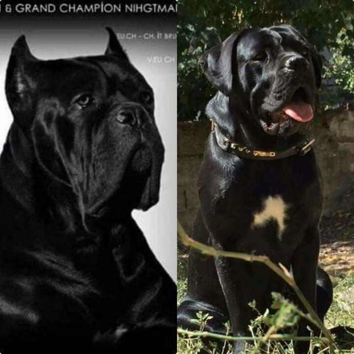 Erkek yavru köpeğim için isim önerisi yardım lütfen zorunlu (A) harfi ile başlayan?