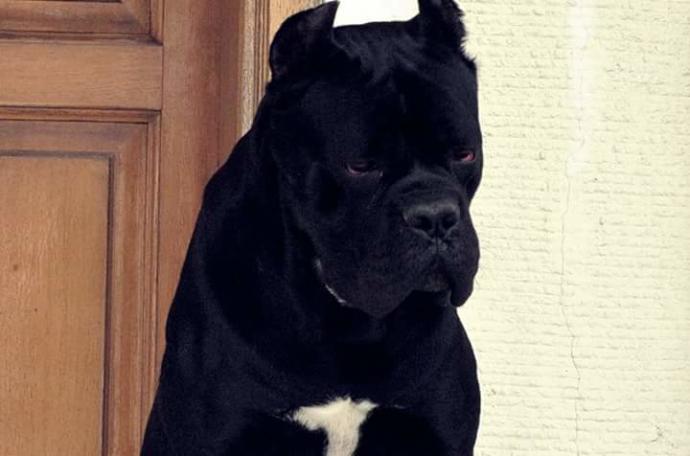 Erkek yavru köpeğim için isim önerisi yardım lütfen zorunlu (A) harfi ile başlayan?
