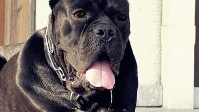 Erkek yavru köpeğim için isim önerisi yardım lütfen zorunlu (A) harfi ile başlayan?