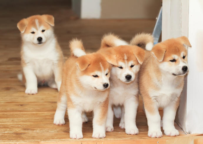 Ben aslında kedi insanıyım ama bazı köpek cinslerini de seviyorum. Sizce en sevimli köpek cinsi hangisi?