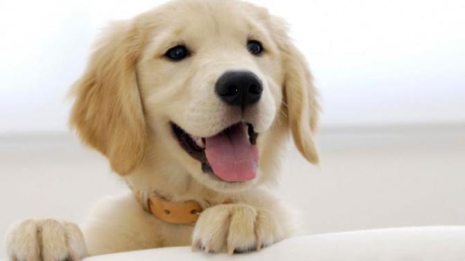 Ben aslında kedi insanıyım ama bazı köpek cinslerini de seviyorum. Sizce en sevimli köpek cinsi hangisi?