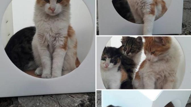 Apartman bahçesinde oturmak ve kedi beslemek (hukuktan anlayan)?