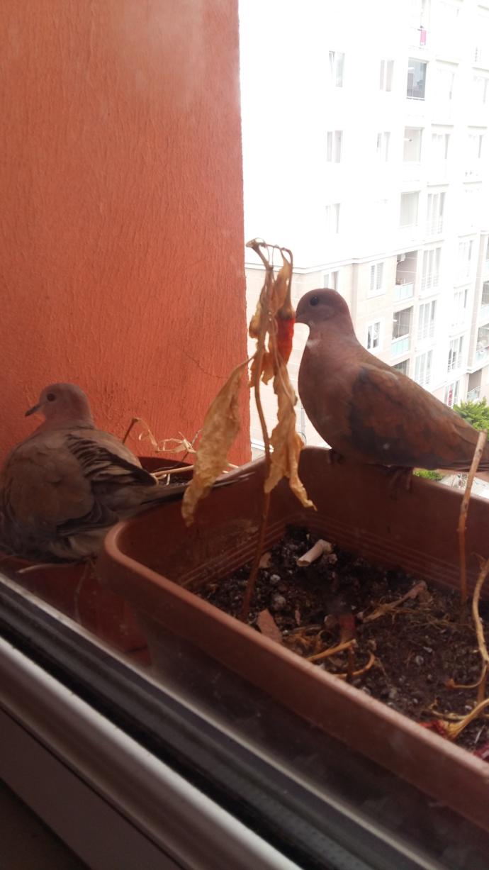 Güvercin ne yer?