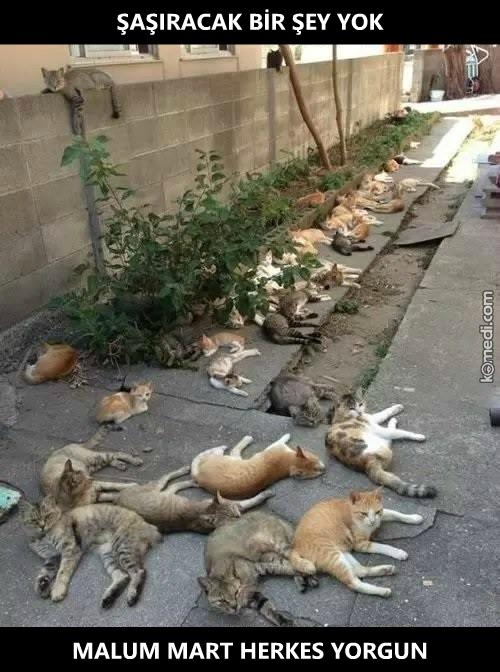 Mart ayı yaklaşıyor geceleri uyutmayan kedi sesleri. Napmalıyım gençler siz napıyorsunuz?