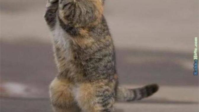 Mart  ayı yaklaşıyor geceleri uyutmayan kedi sesleri. Napmalıyım gençler siz napıyorsunuz?