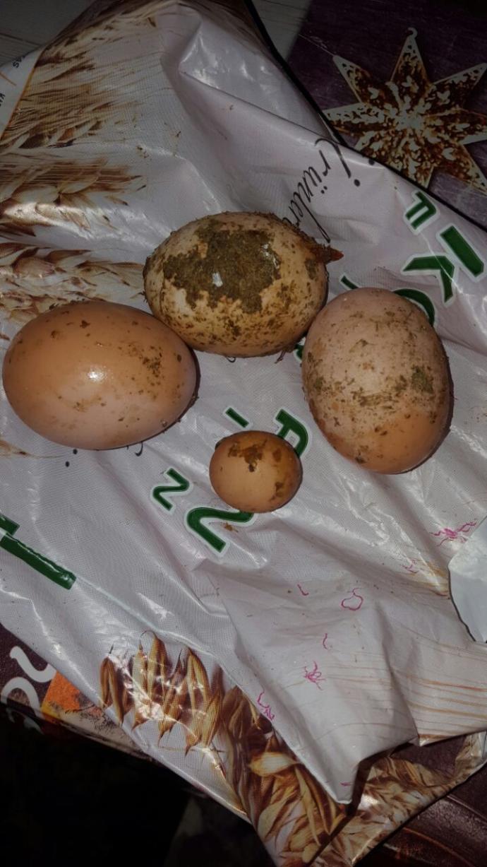 Horoz yumurta yapar mı? Resimli?
