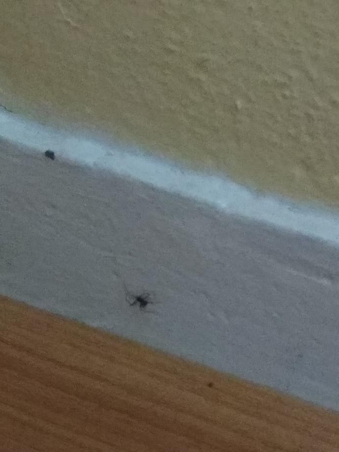 Örümcek ısırdı bisey olur mu resimli :/ ?