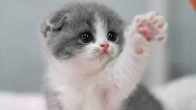 Yavru kedi alsam sahibinin ben olduğumu nasıl belli edebilirim yani en çok beni sevmesi için?