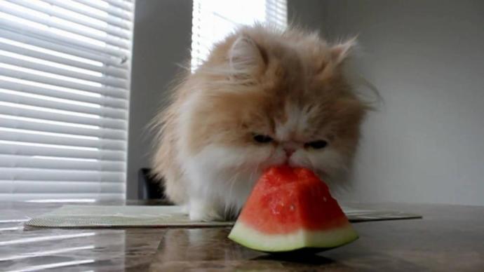 Kedi maması önerir misiniz?