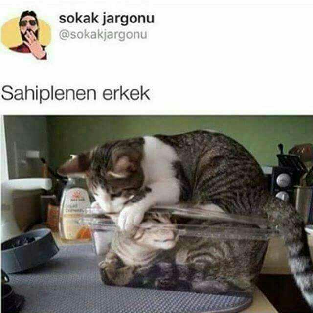 Sahiplenen erkek sizce nasıl olmalı?