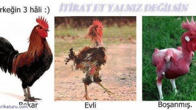 Evlilik mi bekarlık mı?