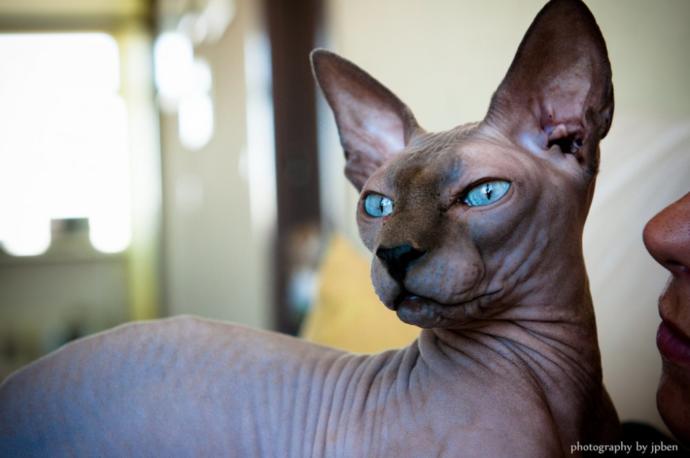 Sphynx (Sfenks) türü kediler sizcede çok tatlı değiller mi?