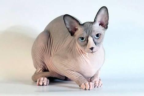 Sphynx (Sfenks) türü kediler sizcede çok tatlı değiller mi?