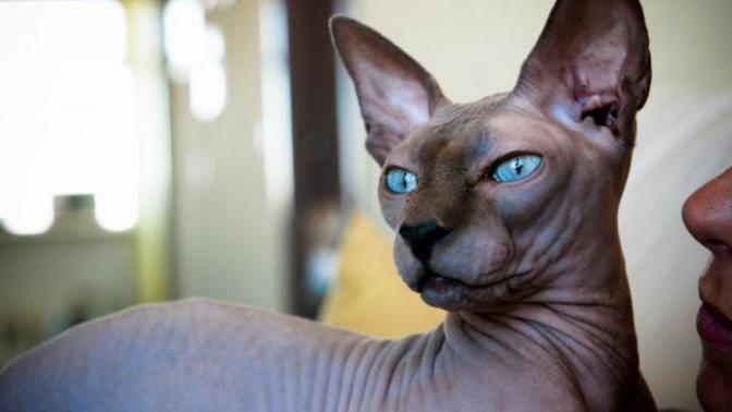 Sphynx (Sfenks) türü kediler sizcede çok tatlı değiller mi?