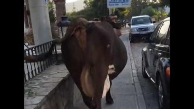 Nusret hakkında ne düşünüyorsunuz?
