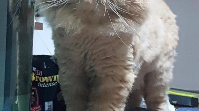 Kedi sahiplendim sizce adı ne olsun?