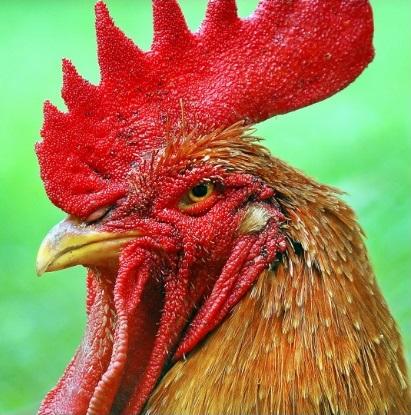 Horozun karizması çok büyük değil mi?