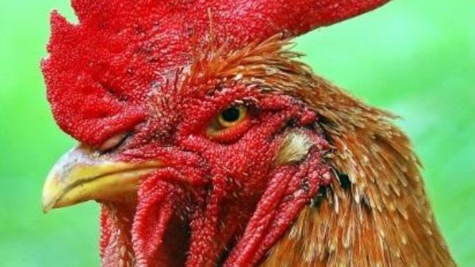 Horozun karizması çok büyük değil mi?