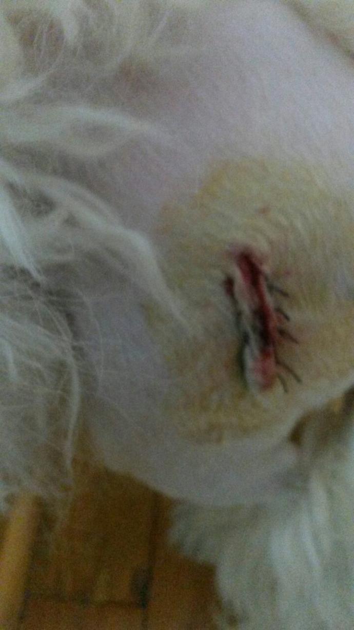 Köpeğim ameliyat oldu ama dönüp sürekli dikişlerini yalamaya çalışıyor ne yapabilirim lütfen yardım edinn?
