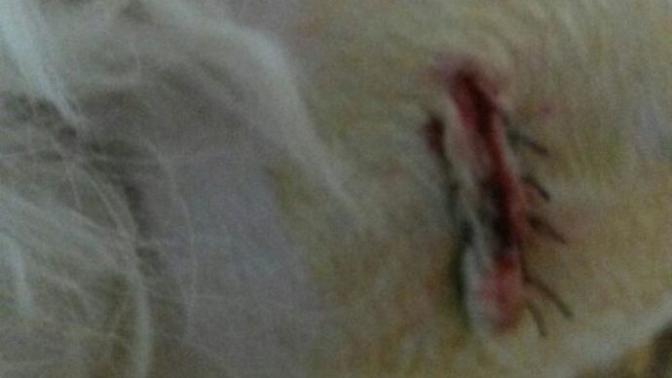 Köpeğim ameliyat oldu ama dönüp sürekli dikişlerini yalamaya çalışıyor ne yapabilirim lütfen yardım edinn?