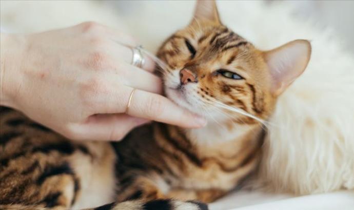 kedi kimliği nasıl &ccedil;ıkarılır?