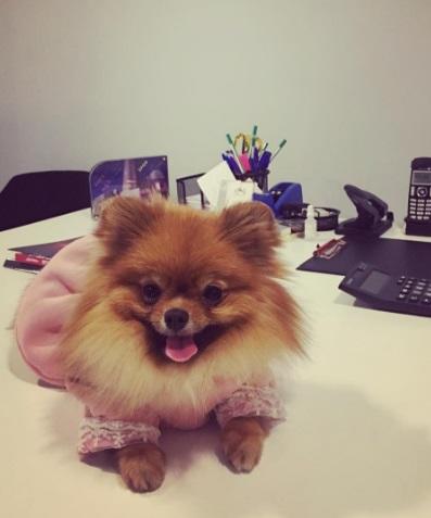 bu köpeğin markası ne acaba ?