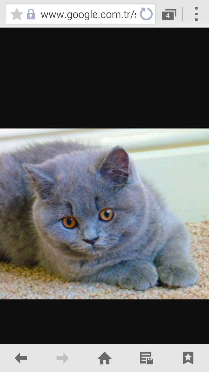 Arkadaslar evinde British shorthair cins kedi besleyen var mı ? Bu cins kedi almaya karar verdim uysalmidir vahsimidir ?