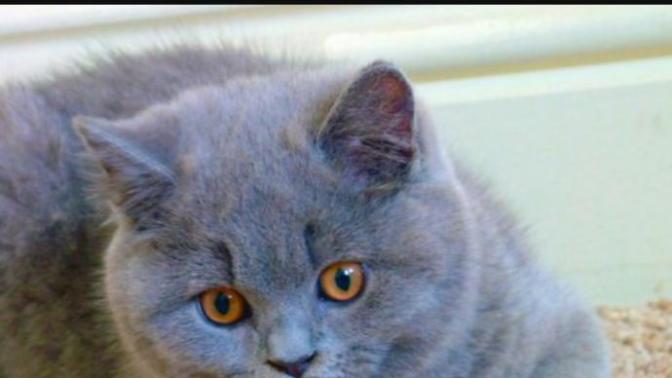 Arkadaslar evinde British shorthair cins kedi besleyen varmi? Bu cins kedi almaya karar verdim uysalmidir vahsimidir?