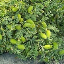 Yeşil nohut sever misiniz? yermisiniz? ben yerim :P :D?