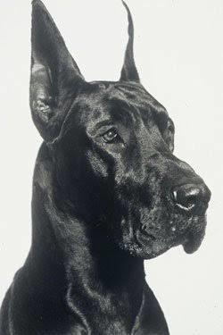 Danua cinsi köpekler sizce de çok asil ve maskülen görünüşlü değil mi?