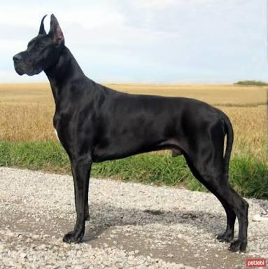 Danua cinsi köpekler sizce de çok asil ve maskülen görünüşlü değil mi?