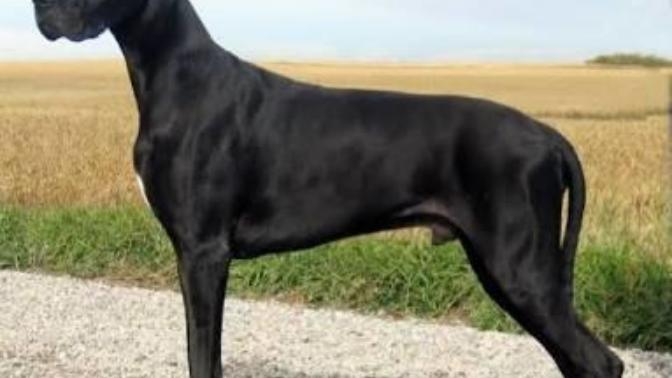Danua cinsi köpekler sizce de çok asil ve maskülen görünüşlü değil mi?