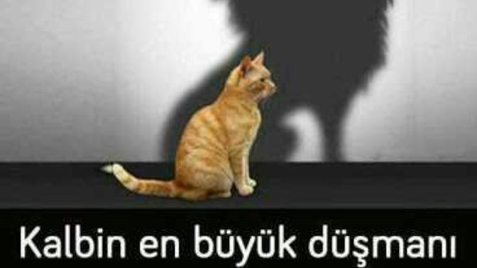 Kibirli ve kendini beğenmiş insanlar hakkında ne düşünüyorsunuz?