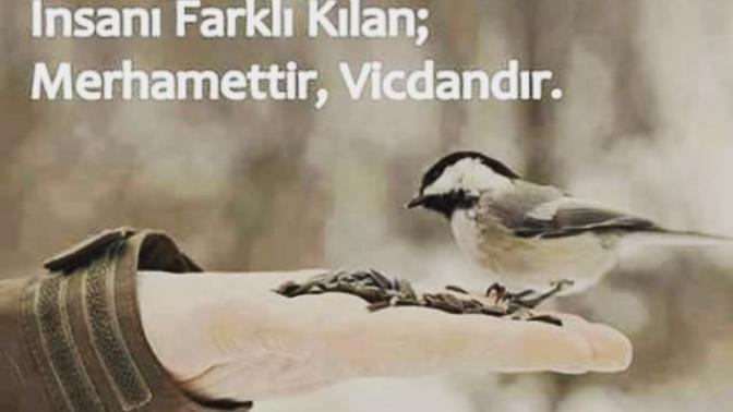 İnsanı insan yapan özellikler nedir?