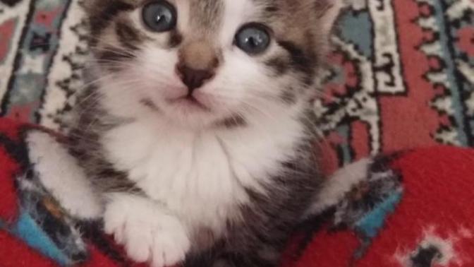 YAVRU KEDİ KARANLIKTA GÖRÜR MÜ?