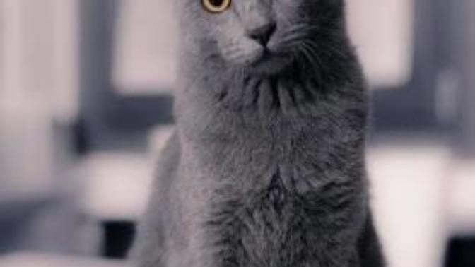 Kedi sahiplenmeyi düşünüyorum. İlk defa sahiplenecek birine önerileriniz nelerdir?