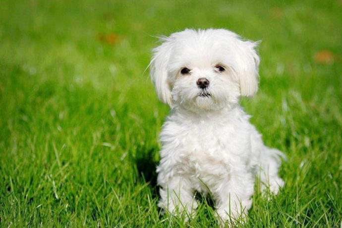 tüy dökmeyen köpek türleri