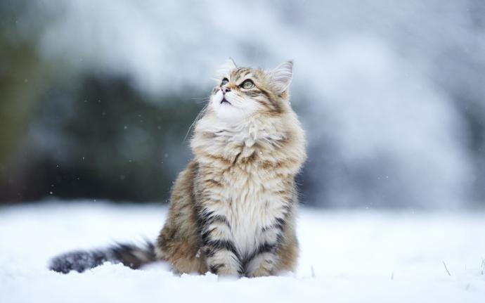 tüy dökmeyen kedi türleri