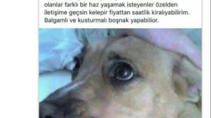 Köpeğe tecavüz edip görüntüleri sosyal medyada paylaşan bu adamı şikayet eder misiniz?