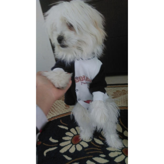 Köpeğimi sahiplendirmeli miyim?
