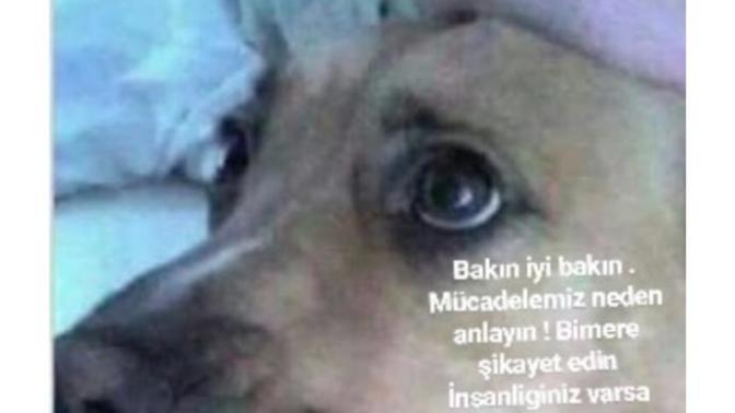 Aşağıda vereceğim adreslerden birine şu caniyi şikayet edip masum bir hayvanı kurtarmama yardımcı olur musunuz?