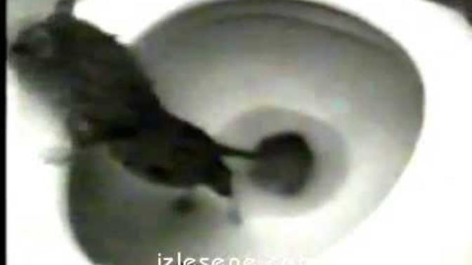 Halk dilinde cardın diye tabir edilen ( lağım faresi ) alaturka tuvalette yaşıyor. Bildiğiniz bir ilaç ( zehir ) var mı?