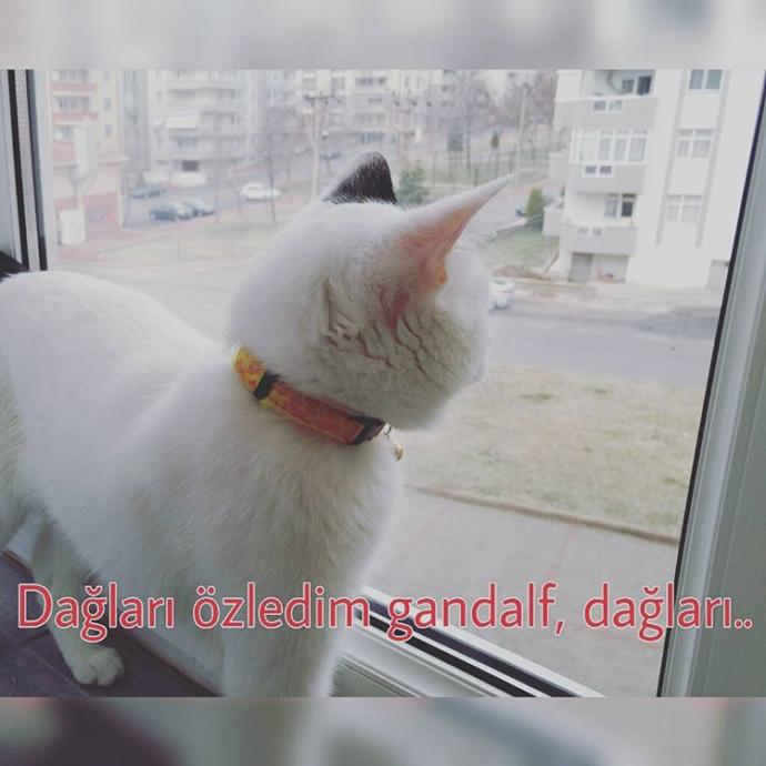 Evcil hayvanınızdan ayrılmak zorunda kalsaydınız, ne hissederdiniz?