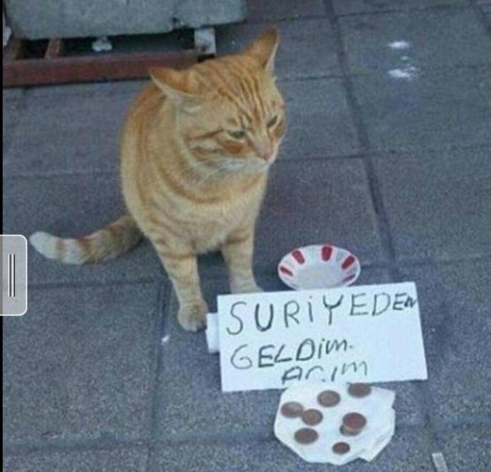 Suriyeden geldim , Açım ! :) , Ne Düşünüyorsunuz ?