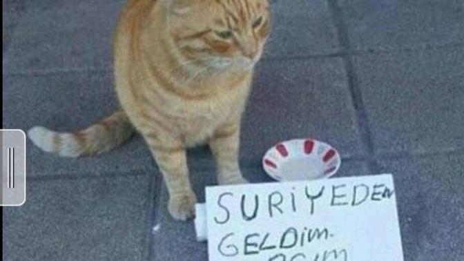 Suriyeden geldim , Açım ! :) , Ne Düşünüyorsunuz?